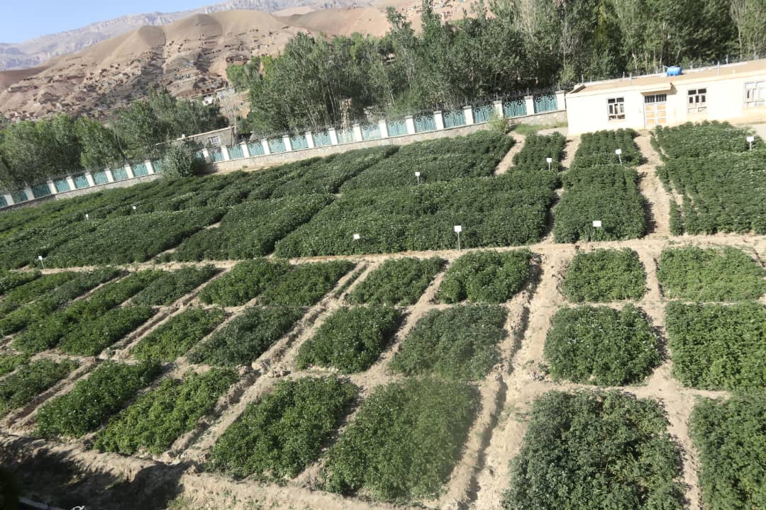 Mullaghulam Research Farm - Bamyan