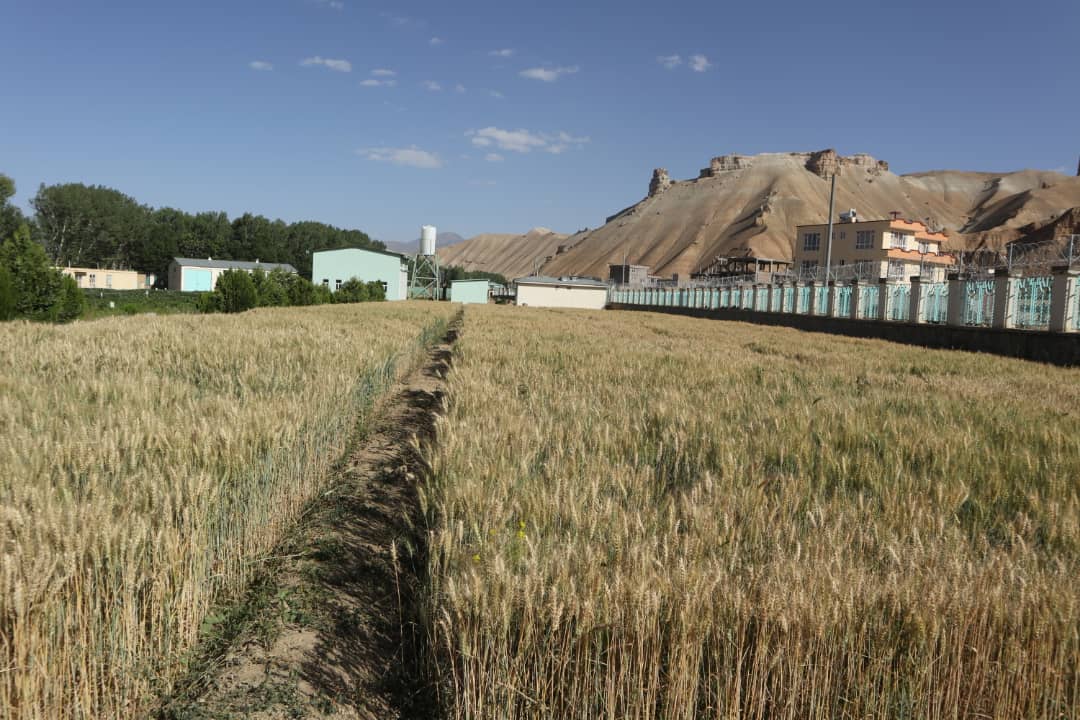 Mullaghulam Research Farm - Bamyan