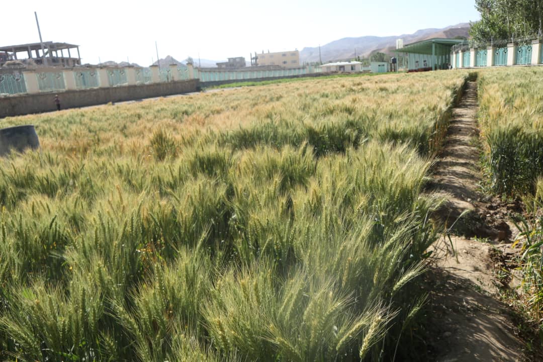 Mullaghulam Research Farm - Bamyan