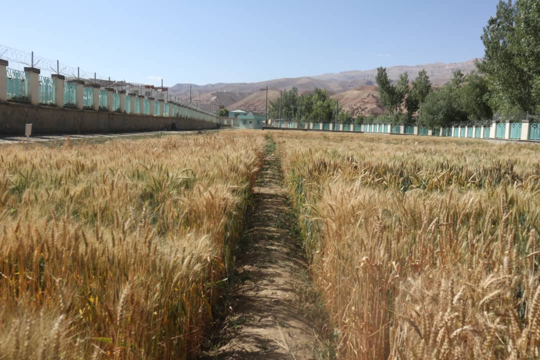 Mullaghulam Research Farm - Bamyan