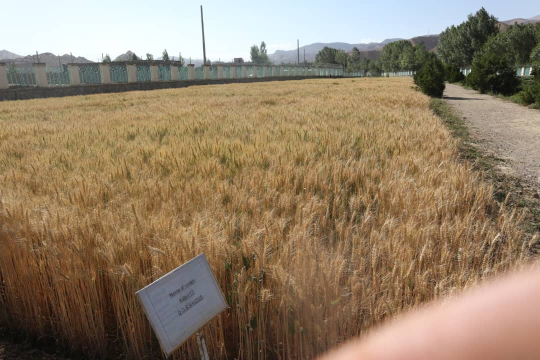 Mullaghulam Research Farm - Bamyan