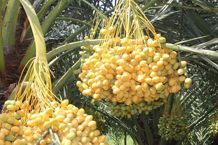 Annual yield of Nangarhar Dates Reaches by 150 Tons