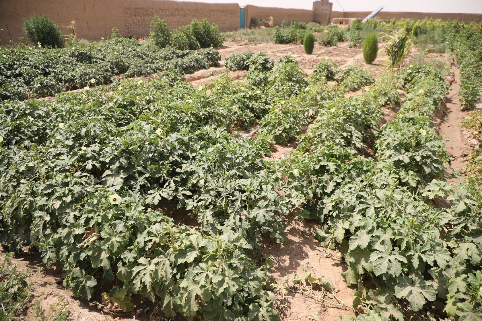 Home Gardens have improved economy of women in Faryabi Province