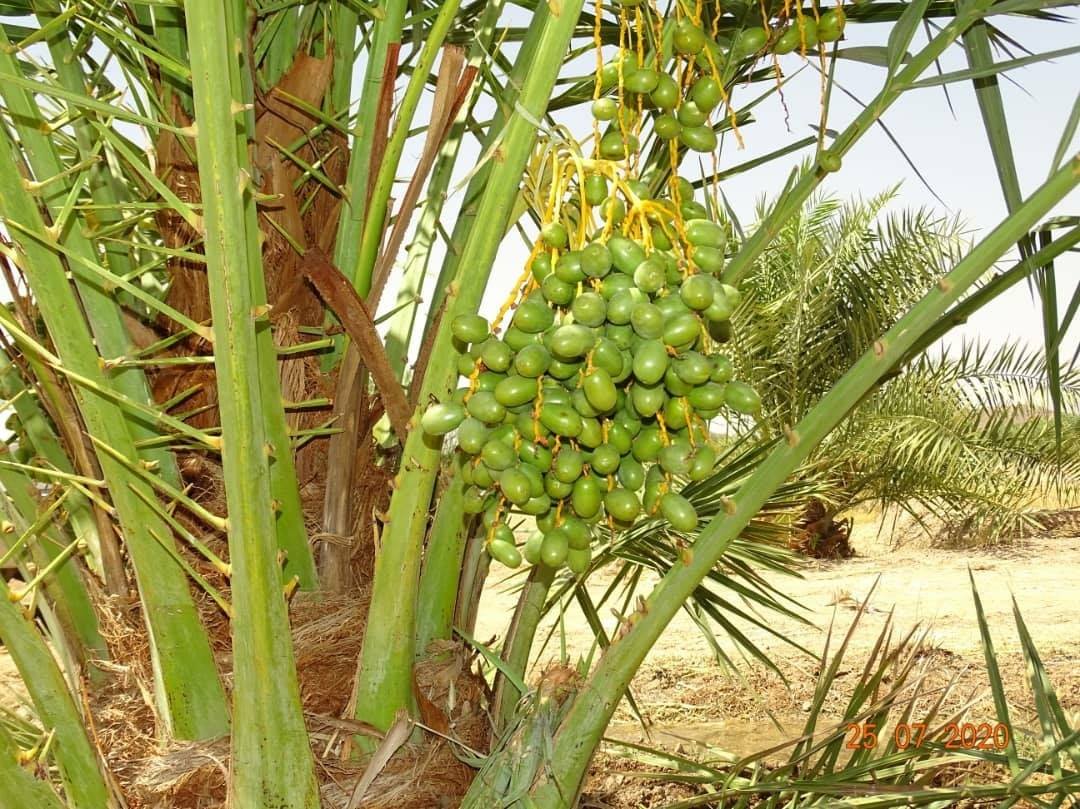 ۲۷ جریب باغ تجارتی خرما در فراه ساخته می‌شود