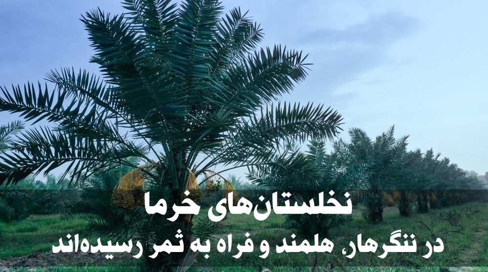 نخلستانهای خرما در ننگرهار، هلمند و فراه به ثمر رسیدهاند