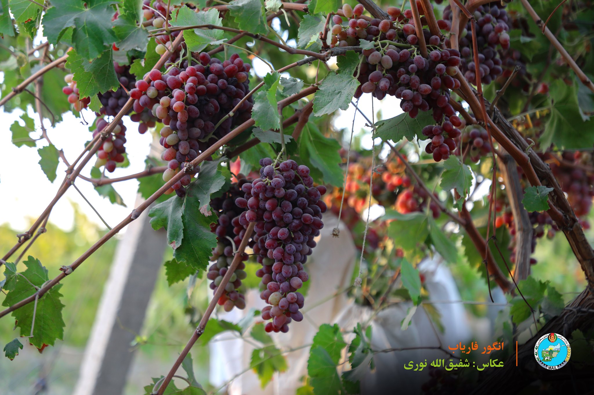 انگور فاریاب نزدیک به ده درصد افزایش یافته است. 