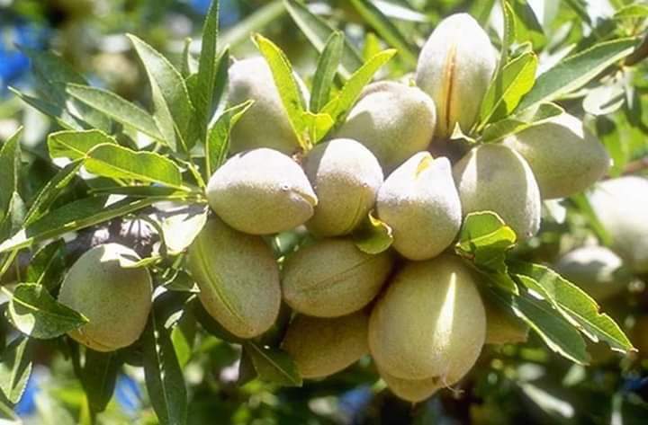 بادام وطنی؛ از روشهای پرورش تا معرفی ولایتهای پرتولید