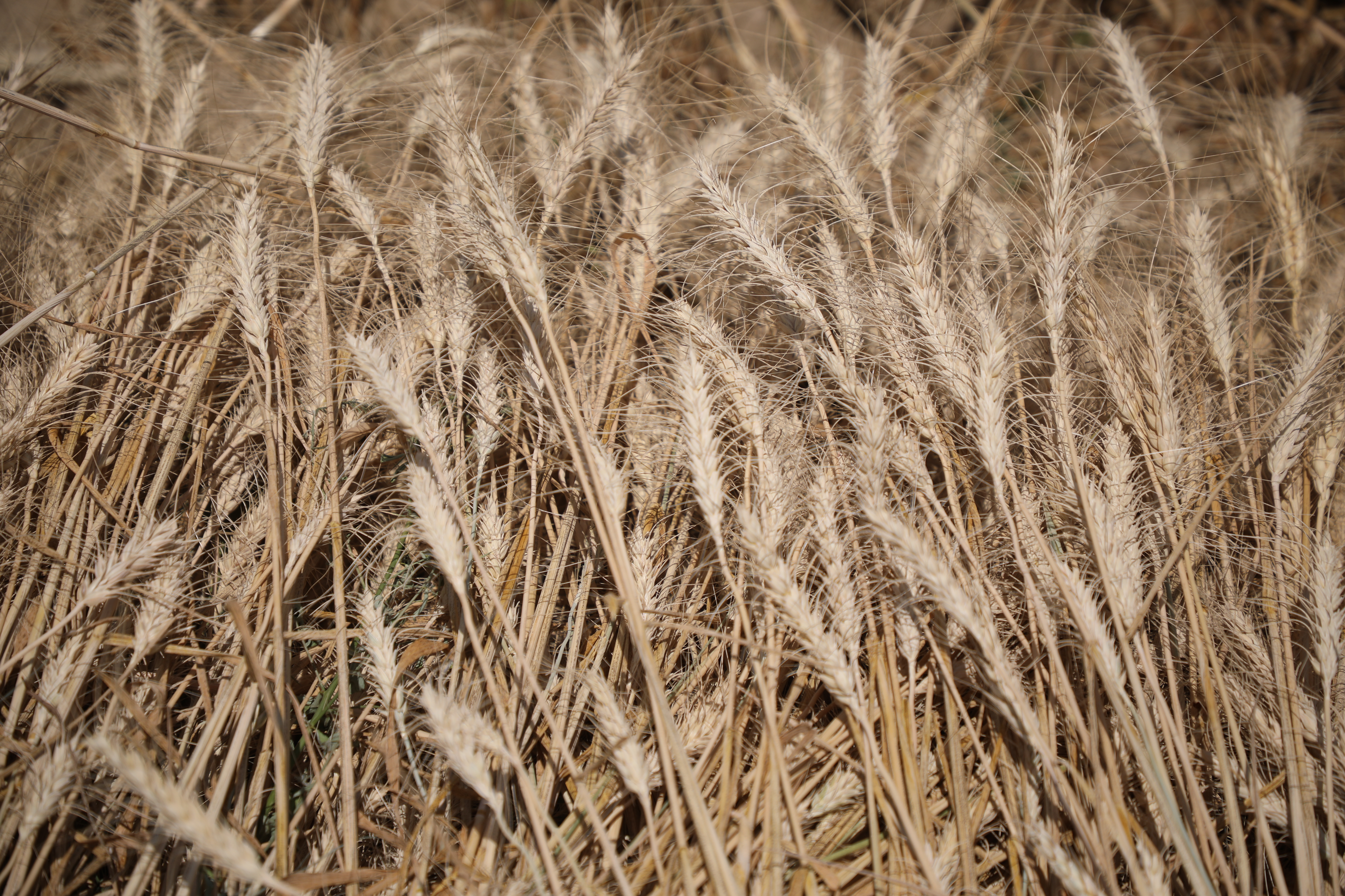 Wheat Yields reached more than 5.1 Million Tons this Year