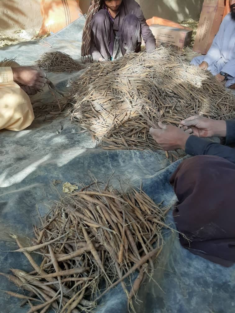 انجې کرکېلي ته د هلمندي بزګرانو لېوالتیا په دې ولایت کې د انجې حاصلات ډېر کړي