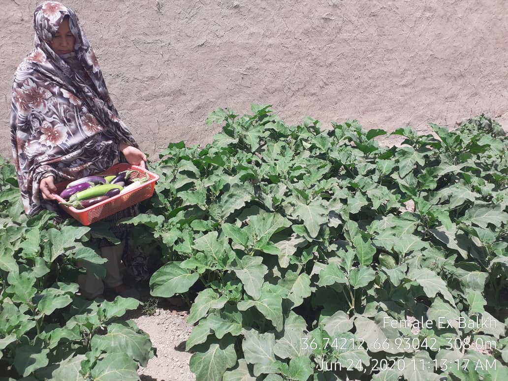 More than 3,000 Women are engaged in Agriculture in Balkh