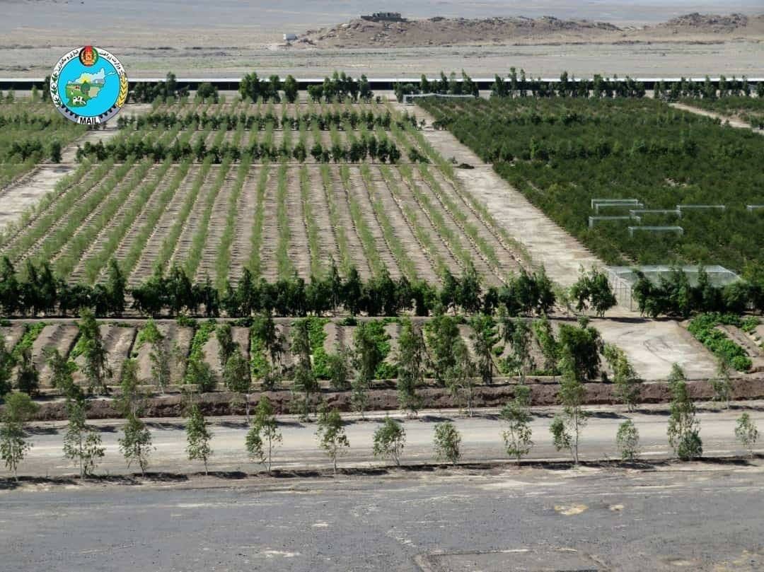 نخلستان ۱۰۰ جریبی خرما در فراه