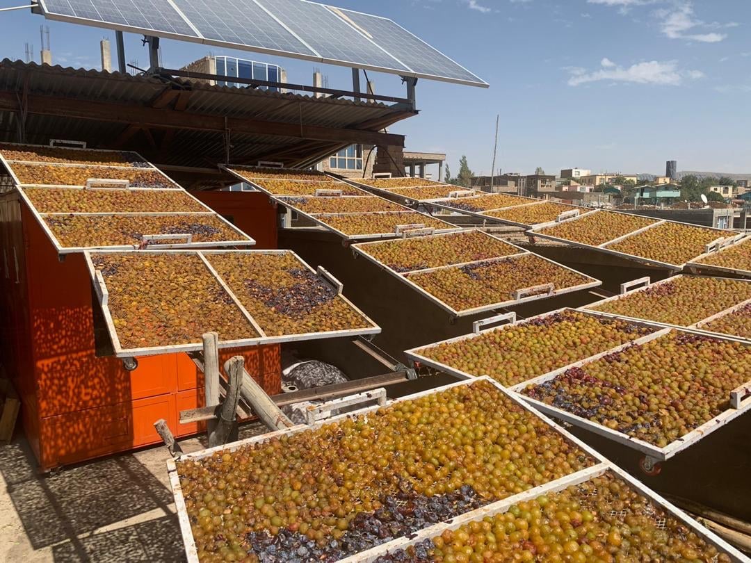 Ghazni Prune Yield reached more than two thousand Tons