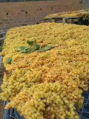 د کندهار د انګورو سږنۍ حاصلات نږدې ۳۰۰ زره مټریک ټنو ته رسیږي