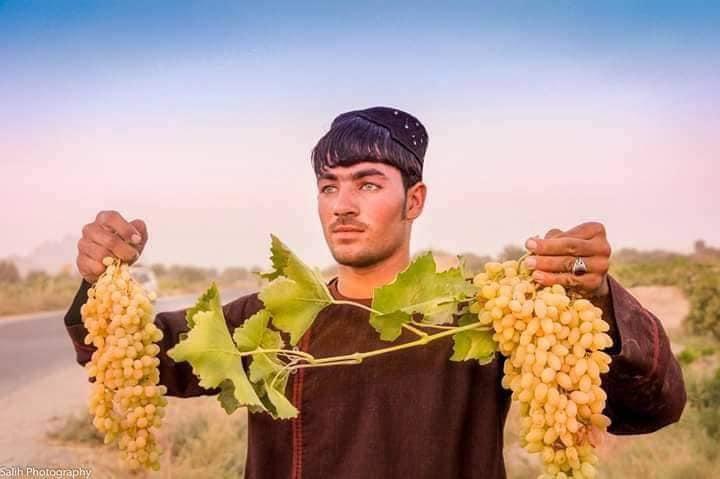 د کندهار د انګورو سږنۍ حاصلات نږدې ۳۰۰ زره مټریک ټنو ته رسیږي