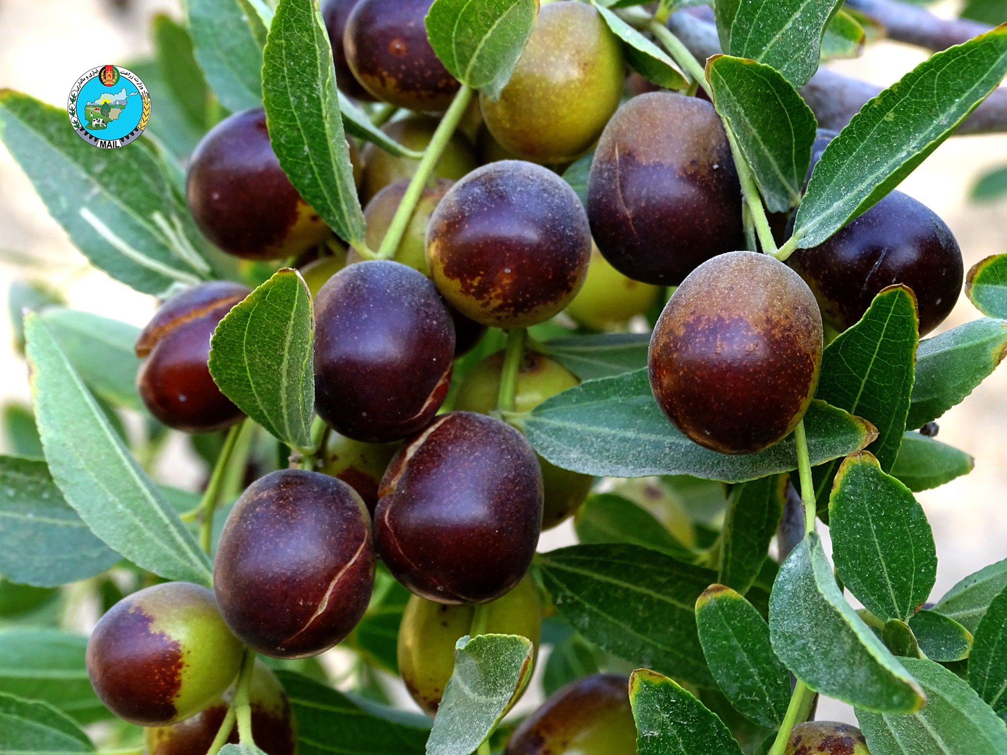 حاصلات عناب فراه ۱۰ درصد نسبت به سال گذشته افزایش یافته است.