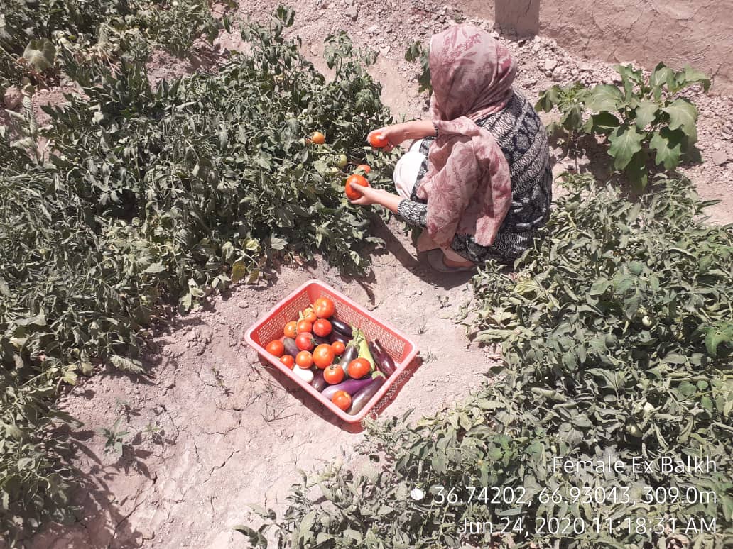 بیش از سه هزار خانم در بلخ مصروف زراعتاند