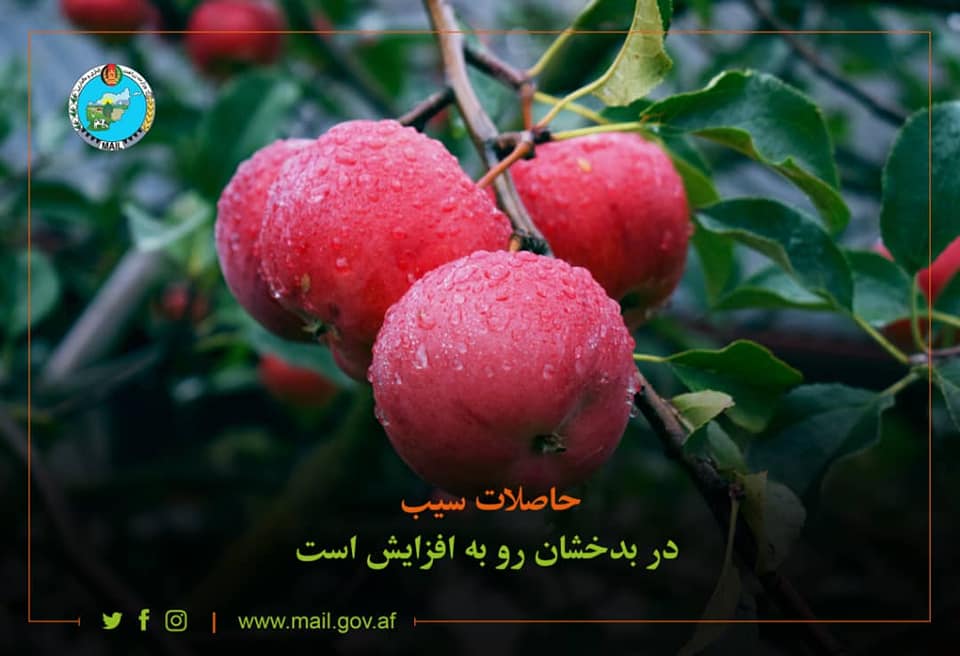 Badakhshan Apple