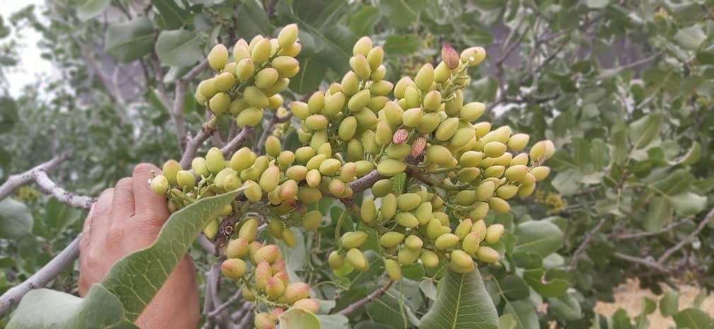 حاصلات پسته بادغیس امسال دو برابر خواهد شد