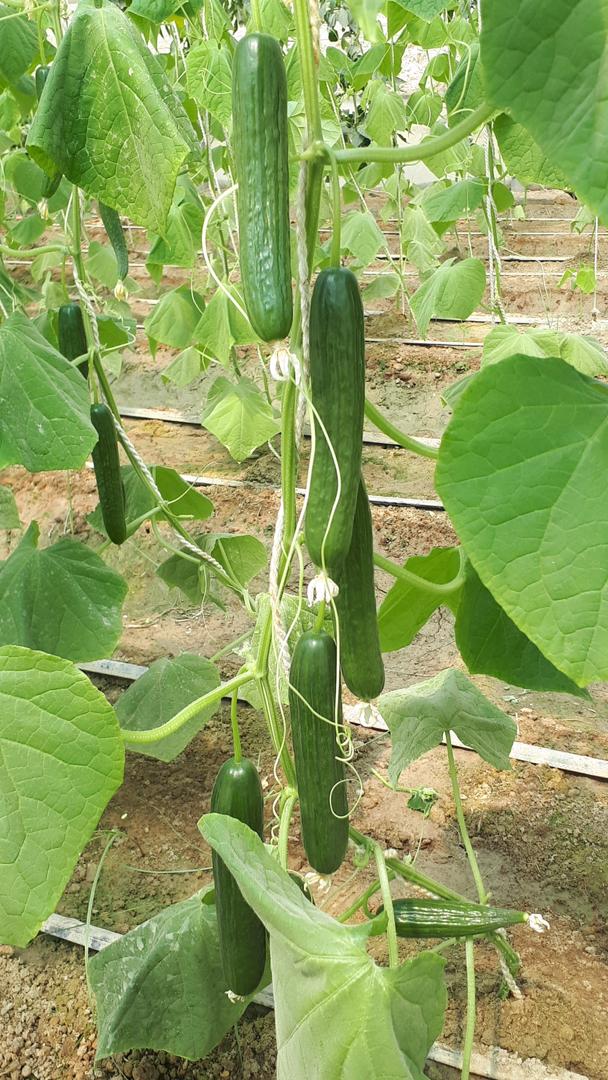 GreenHouse's  Crops in Nimroz province