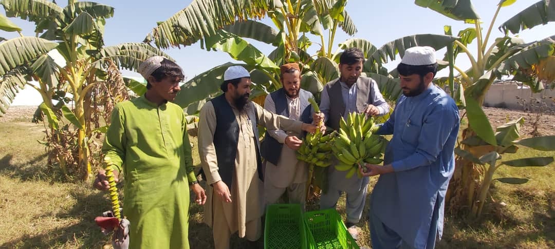 د هلمند دکرنې ریاست په دې ولایت کې د کېلې کرکېله دود کړئ دی، چې ښې پایلې لري.