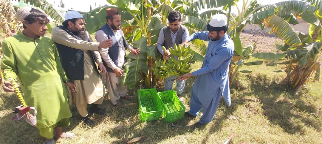 د هلمند دکرنې ریاست په دې ولایت کې د کېلې کرکېله دود کړئ دی، چې ښې پایلې لري.