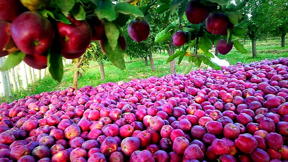 Apple's Crop in Nerkh district of Maidan Wardak