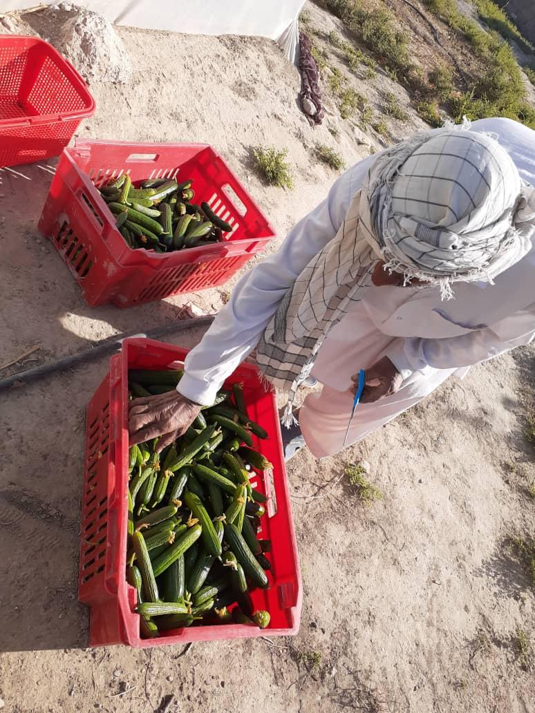 GreenHouse's  Crops in Nimroz province