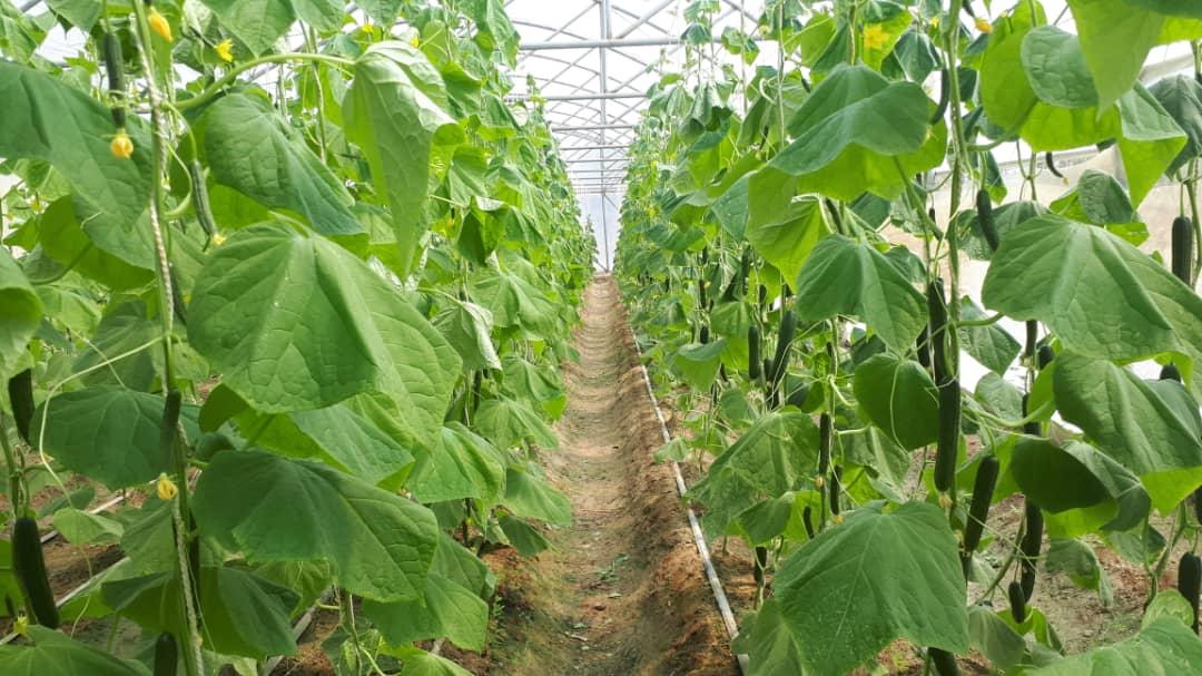 GreenHouse's  Crops in Nimroz province