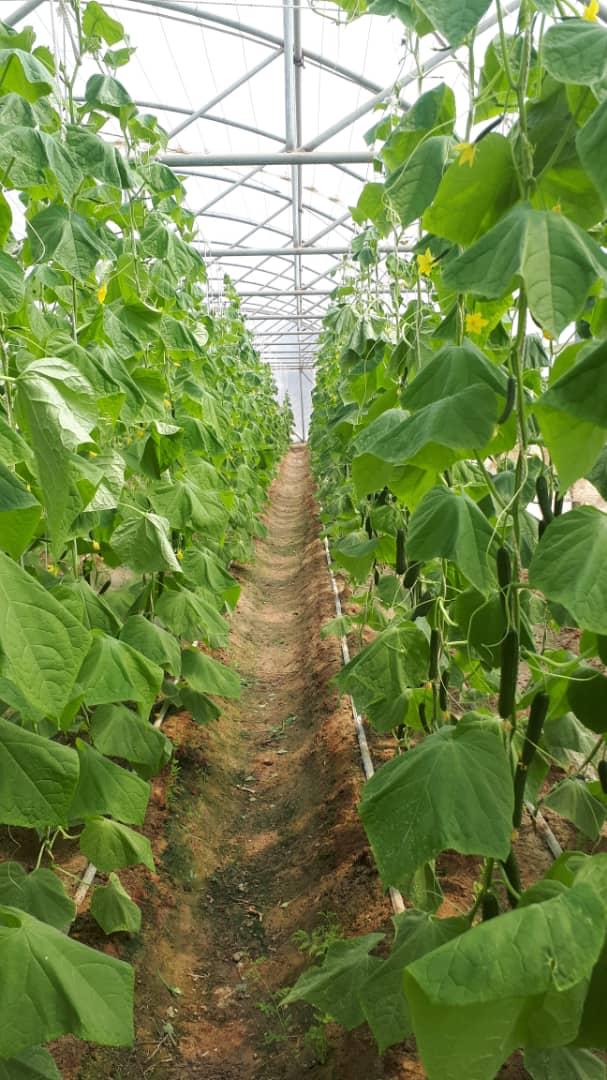 GreenHouse's  Crops in Nimroz province