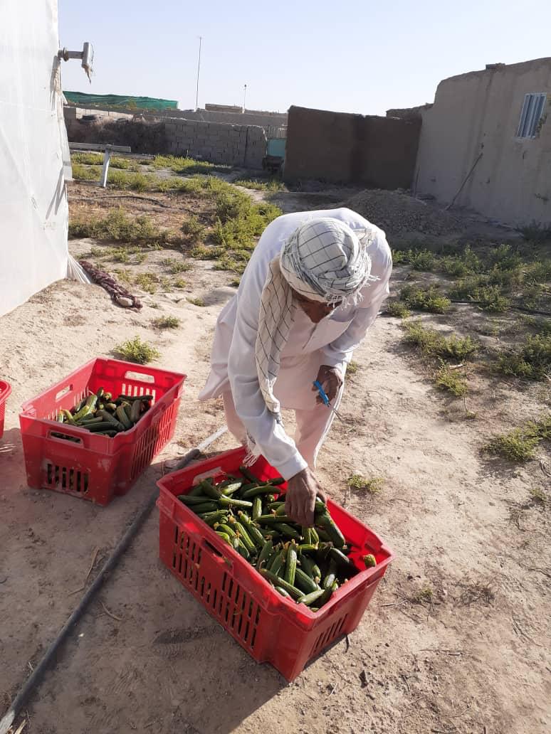 GreenHouse's  Crops in Nimroz province