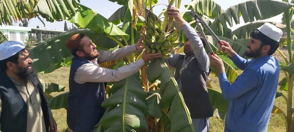 د هلمند دکرنې ریاست په دې ولایت کې د کېلې کرکېله دود کړئ دی، چې ښې پایلې لري.