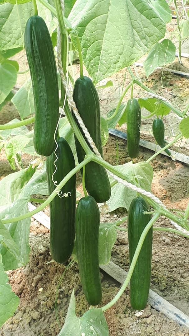 GreenHouse's  Crops in Nimroz province