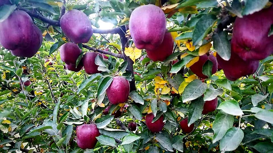 Apple's Crop in Nerkh district of Maidan Wardak