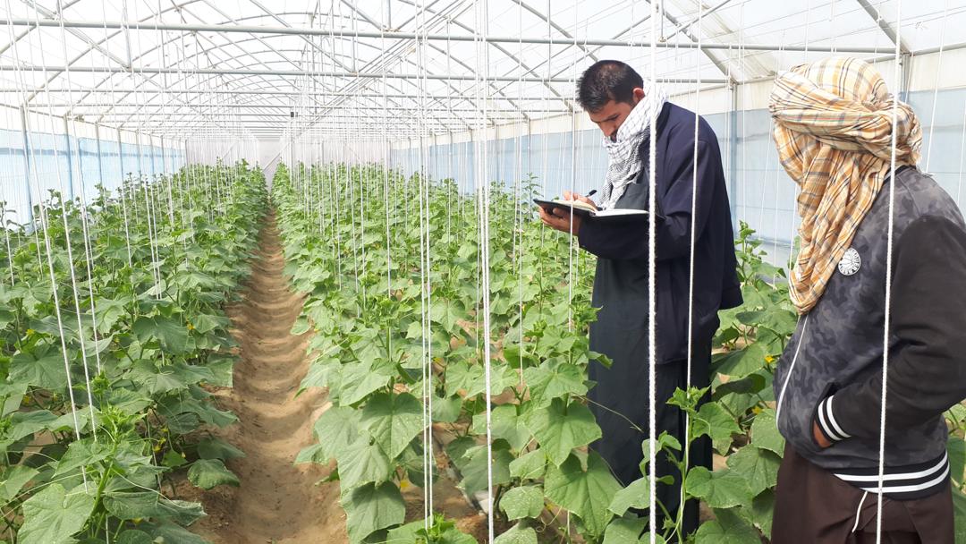 GreenHouse's  Crops in Nimroz province