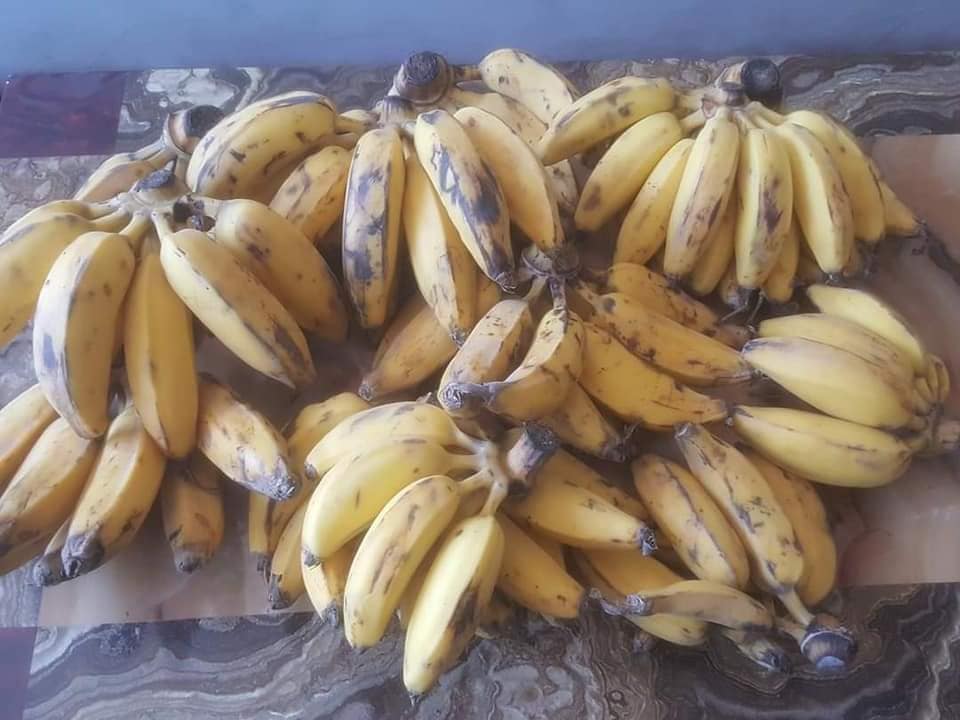د هلمند دکرنې ریاست په دې ولایت کې د کېلې کرکېله دود کړئ دی، چې ښې پایلې لري.