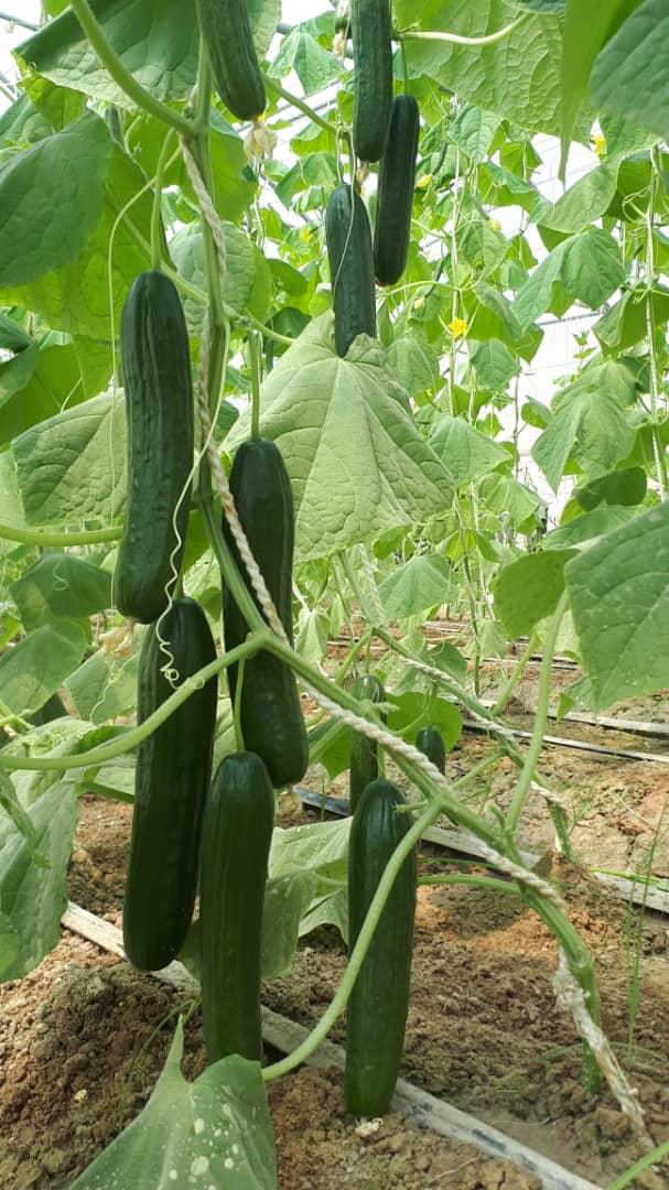 GreenHouse's  Crops in Nimroz province