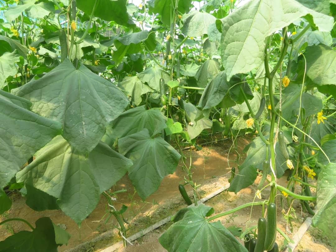 GreenHouse's  Crops in Nimroz province