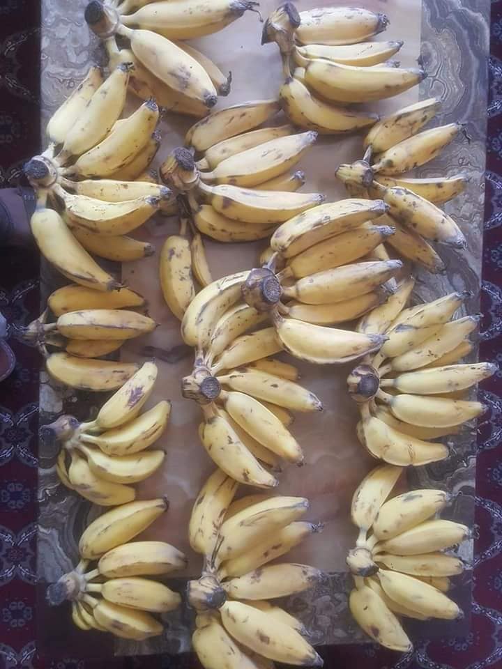 د هلمند دکرنې ریاست په دې ولایت کې د کېلې کرکېله دود کړئ دی، چې ښې پایلې لري.