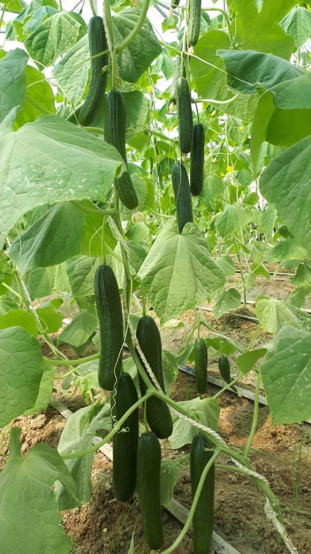 GreenHouse's  Crops in Nimroz province