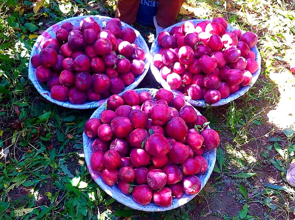 Apple's Crop in Nerkh district of Maidan Wardak