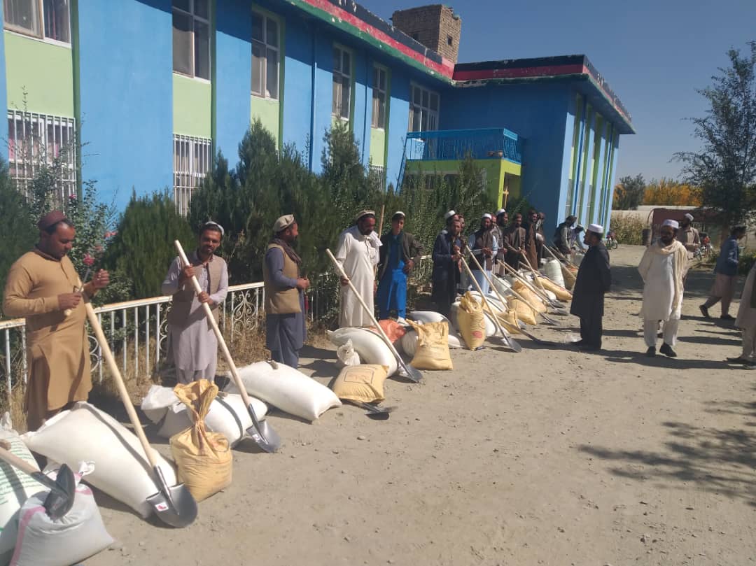 پکتیکا کې د غنمو ۲۱ ننداریزې قطعې جوړیږي