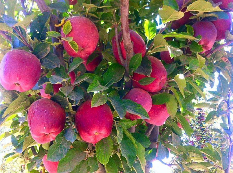 Apple's Crop in Nerkh district of Maidan Wardak