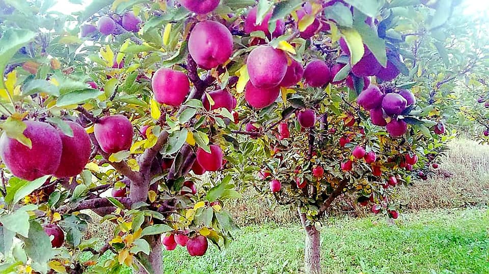 Apple's Crop in Nerkh district of Maidan Wardak