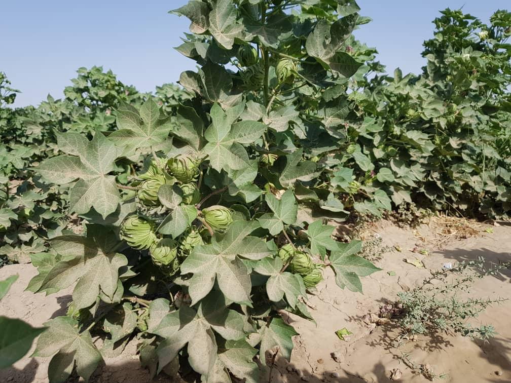 500 Demonstration Units of Cotton Built in Ten Provinces