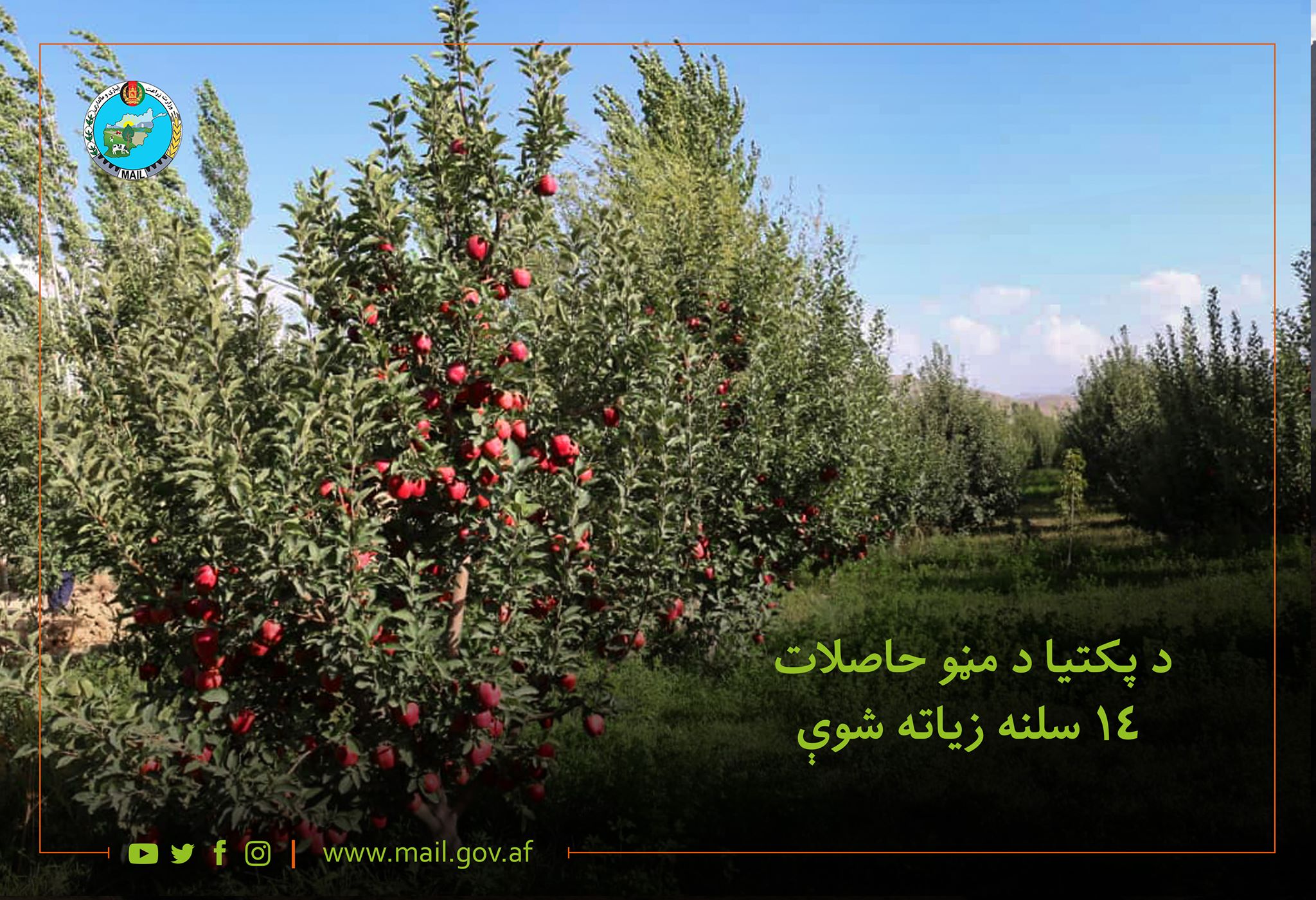 د پکتیا د مڼو حاصلات ۱۴ سلنه زیاته شوې