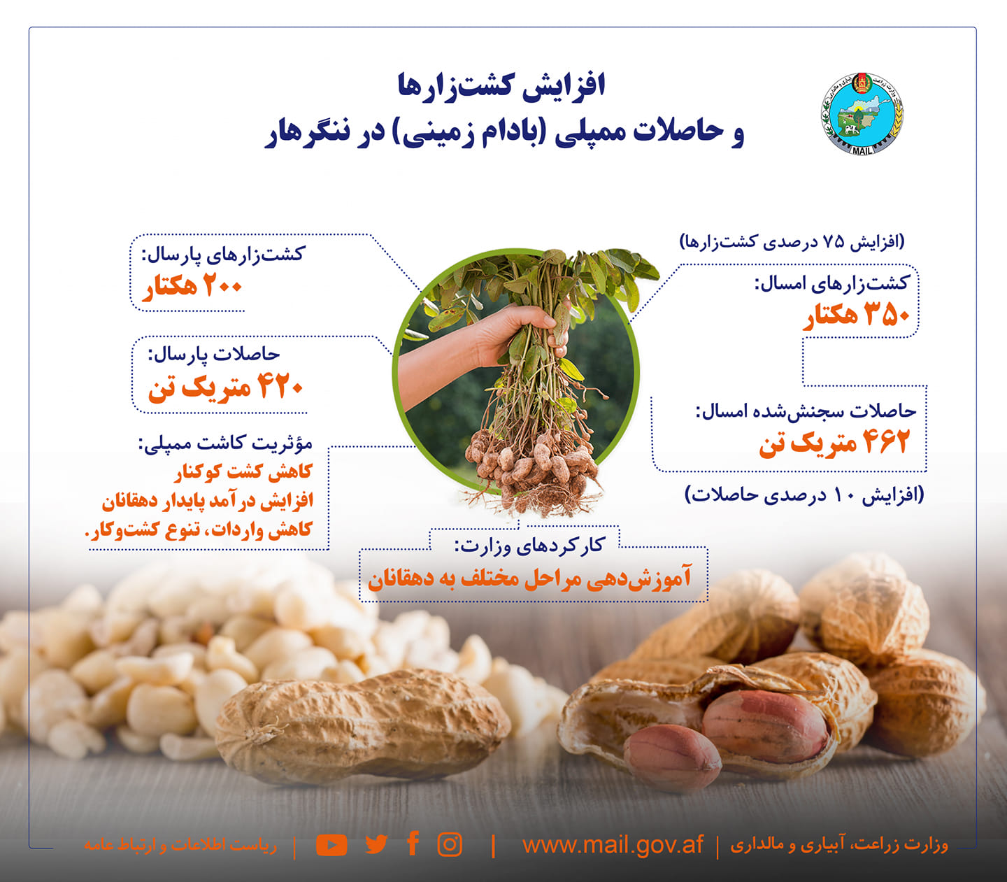 ننګرهار کې د ممپلیو (ځمکنی بادام) د کروندو او حاصلاتو زیاتوالی