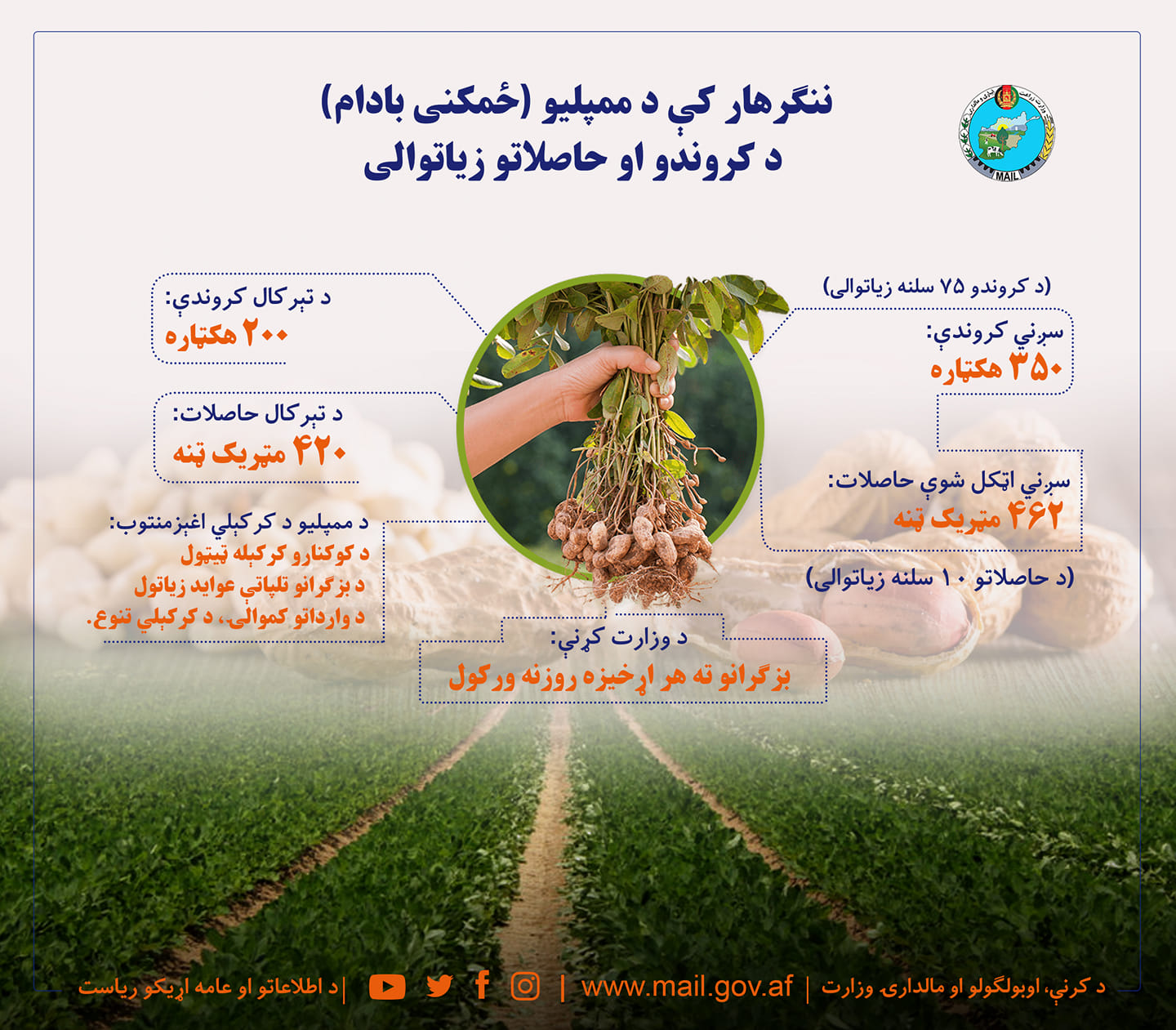 ننګرهار کې د ممپلیو (ځمکنی بادام) د کروندو او حاصلاتو زیاتوالی