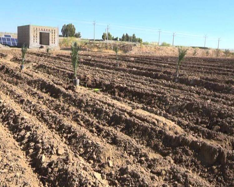 کندهار کې د خرماوو ۲۵ جریبه سوداګریز بڼونه جوړیږي