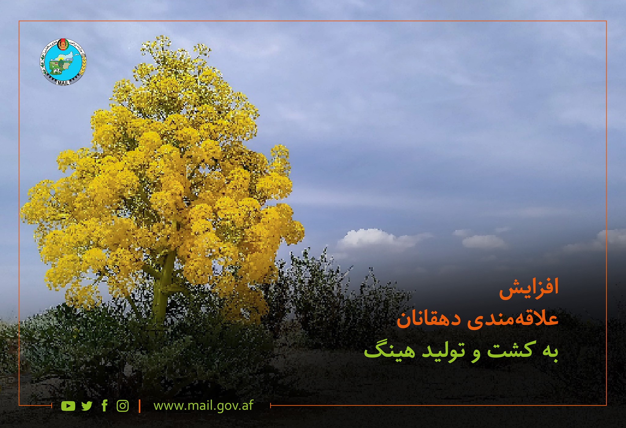 افزایش علاقهمندی دهقانان به کشت و تولید هینگ