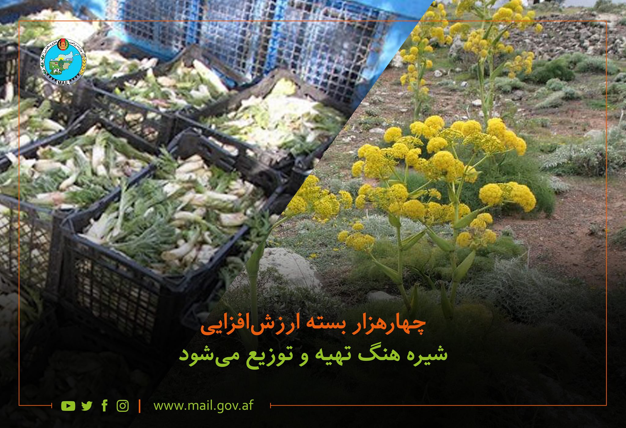 چهارهزار بسته ارزشافزایی شیره هنگ تهیه و توزیع میشود
